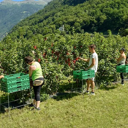 Vakantieboerderij Coltiviamo Sogni Berry & Wine Campascio