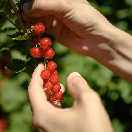 Coltiviamo Sogni Berry & Wine Campascio