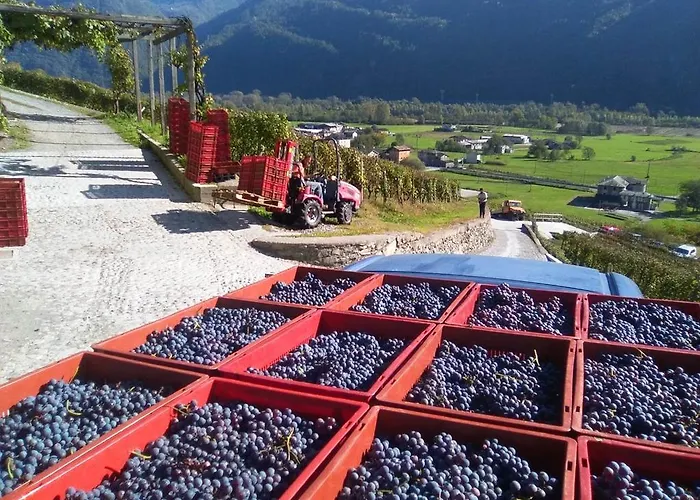 Vakantieboerderij Coltiviamo Sogni Berry & Wine *