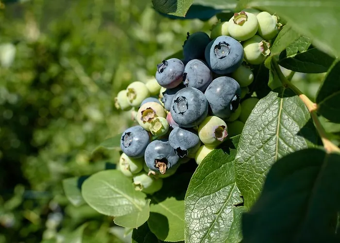Coltiviamo Sogni Berry & Wine