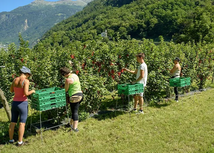 Vakantieboerderij Coltiviamo Sogni Berry & Wine Campascio