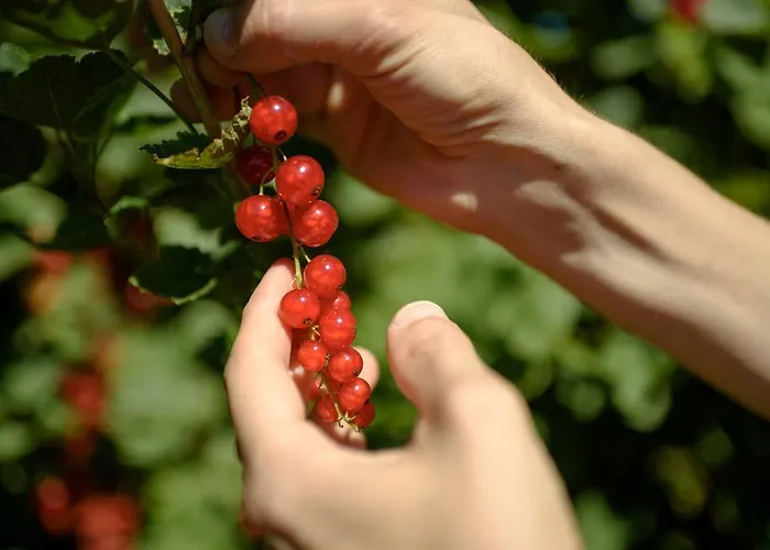 Coltiviamo Sogni Berry & Wine Campascio