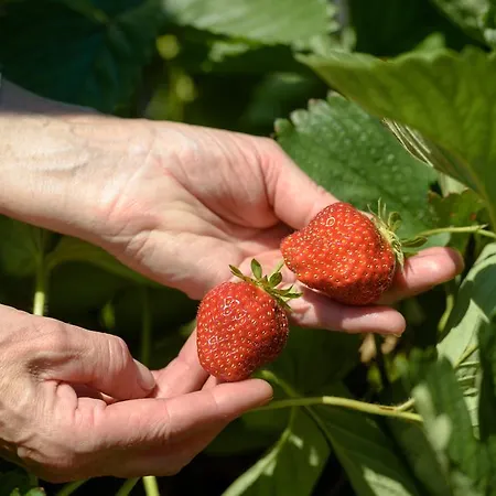 Coltiviamo Sogni Berry & Wine *