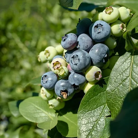 Coltiviamo Sogni Berry & Wine