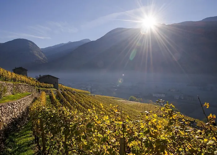 Coltiviamo Sogni Berry & Wine *