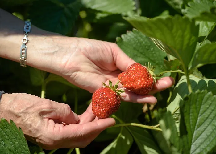 Coltiviamo Sogni Berry & Wine *